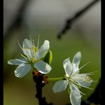 Jar je za dverami...