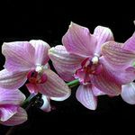 čtyřčátka.............