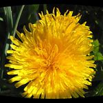 A pak že plevel nemůže bejt hezkej:-))