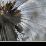 .......a dobrou noc všem pavoukům.
