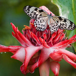 ...že lítat z kytky na kytku ho vlastně nebaví...