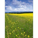 Krajina u Chotěboře