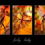 ... farby lásky ...