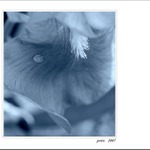 ... slza pre lásku ...