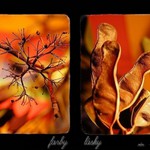 ... farby lásky ...