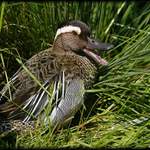 di s tím fotákem ...............