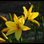 Kvietky pri zapade slnka