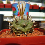 Turbinicarpus Macrochele