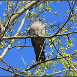 Holub hrivnák (Columba palumbus)