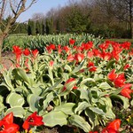 Tulipány
