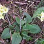Beskydske kvety-3