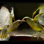 Rvačka nebo polibek ?