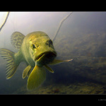 Tak tohle si kámo vyříkáme z očí do očí! :)