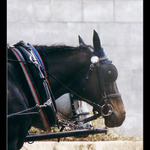 Když mě koně nevidí