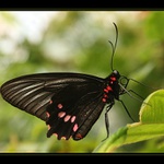 .:Butterfly:.