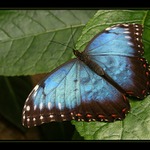 Morpho peleides
