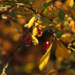 Colors at garden