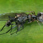 Čo jej šepká do uška?