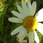 Kopretinka