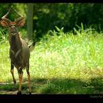 Nyala Park, Malawi