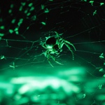 Odpočívající pavouček po dobrém chutnání