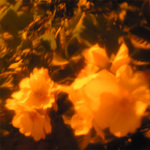 Když se sluníčka spojí ...