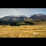 Hory + Louky + Ovce - Nový Zéland