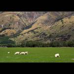 Hory+louky+ovce II - Nový Zélend