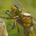 pletení pomlázky :)