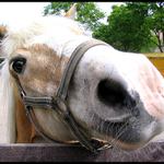 No von mu ten foťák snad šňupne!