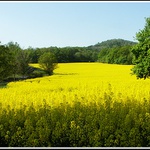 V Českém sředohoří