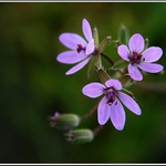 Trtojíce- prý kuřinka červená