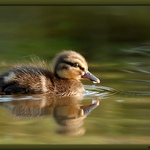 Spokojená kachnička