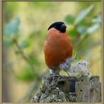 Hýl obecný (prostě hejl)