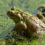 Žabka Kuňkalka..:-)