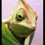 Chameleo calyptratus