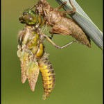 Líhnutí vážky ploské.