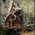 Morpho peleides