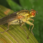 Výkalnice hnojí (Scatophaga stercoraria)