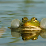 Skokan zelený (Rana esculenta)