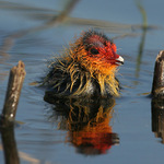 Lyska černá (Fulica atra)