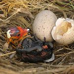 ZROZENÍ -Lyska černá (Fulica atra)II