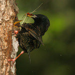 Špaček obecný (Sturnus vulgaris)