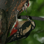 Strakapoud velký (Dendrocopos major)