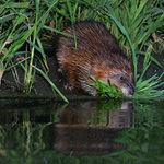 Ondatra pižmová (Ondatra zibethicus)