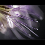 Svazenka vratičolistá