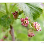 Květ černého rybízu