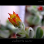 Echeveria setosa