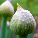Cibule