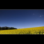 Olbramice III - a zase řepka